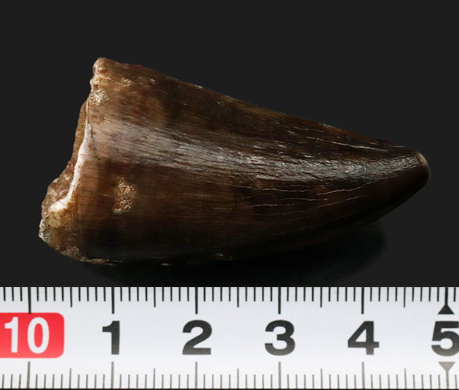 ベリーレア!希少な米国産!黒光りするエナメル質にご注目!白亜紀後期の海の食物連鎖の頂点に君臨したモササウルス(Mosasaurus)の極上の歯化石(その7)