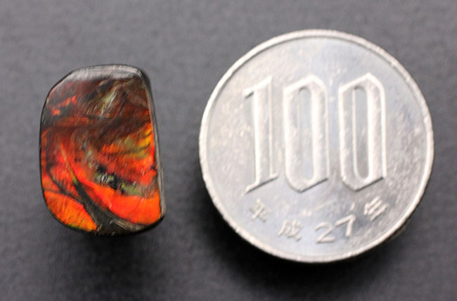 緋色を呈する美しいアンモライトを使ったピンブローチのご紹介。生物由来の宝石ならではの自然な色合いをお楽しみ下さい。(その6)