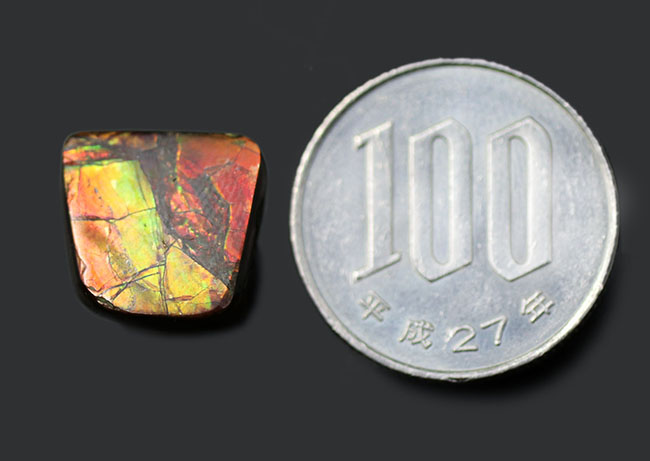 緑と朱に輝く良質のアンモライト（Ammolite）のピースを使ったピンブローチ（その7）