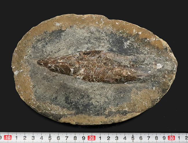 鱗ビッシリ、立体的一億数千万年前のブラジル産絶滅古代魚・ラコレピスの化石 鱗ビッシリ、立体的一億数千万年前のブラジル産絶滅古代魚