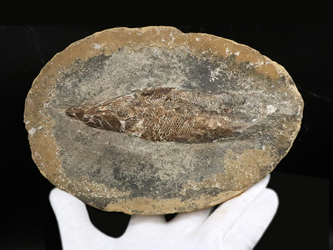 化石 希少 超大 大型化石 古代魚 ブラジル 白亜紀 クテドシクルス・ガルソネ ウルトラレア！ブラジル・サンタナ層産の絶滅古代魚、ピクノドン