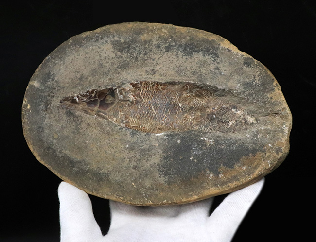 ラコレピス 結晶化の進んだ魚類の化石 台座付き