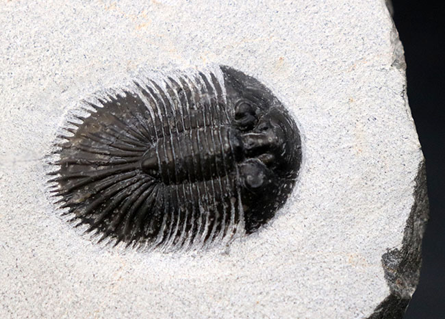 ベリーレア！珍しい三葉虫、ティサノペルティス・スペシオサ（Thysanopeltis speciosa）のパーフェクト化石（その11）