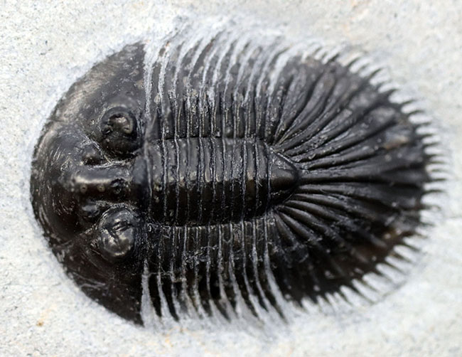 ベリーレア！珍しい三葉虫、ティサノペルティス・スペシオサ（Thysanopeltis speciosa）のパーフェクト化石（その12）