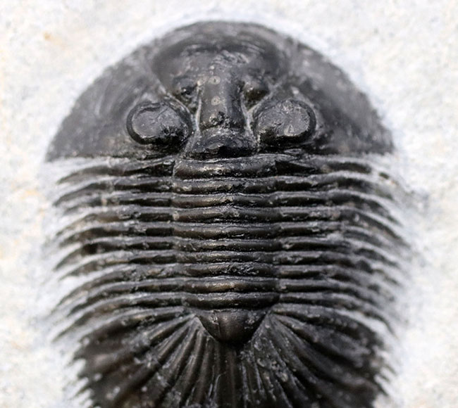ベリーレア！珍しい三葉虫、ティサノペルティス・スペシオサ（Thysanopeltis speciosa）のパーフェクト化石（その13）