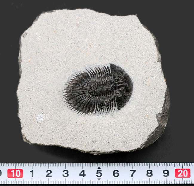 ベリーレア！珍しい三葉虫、ティサノペルティス・スペシオサ（Thysanopeltis speciosa）のパーフェクト化石（その15）