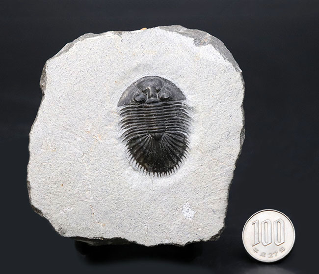 ベリーレア！珍しい三葉虫、ティサノペルティス・スペシオサ（Thysanopeltis speciosa）のパーフェクト化石（その16）