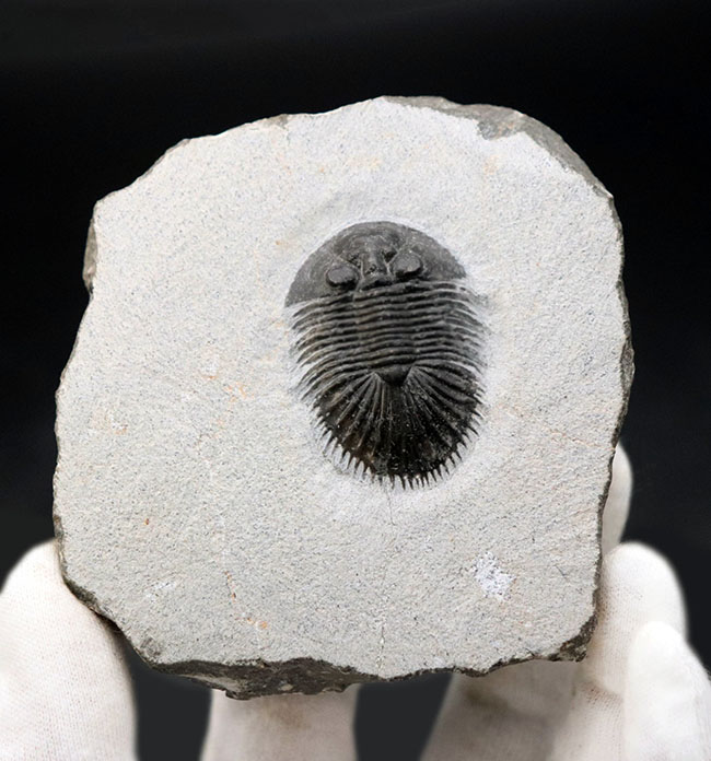 ベリーレア！珍しい三葉虫、ティサノペルティス・スペシオサ