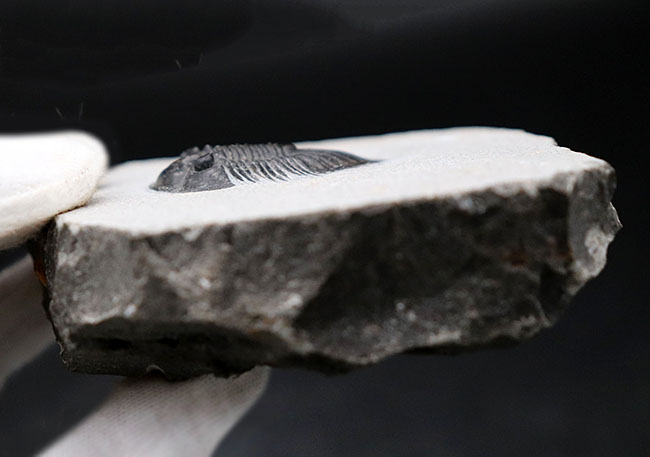 ベリーレア！珍しい三葉虫、ティサノペルティス・スペシオサ（Thysanopeltis speciosa）のパーフェクト化石（その9）