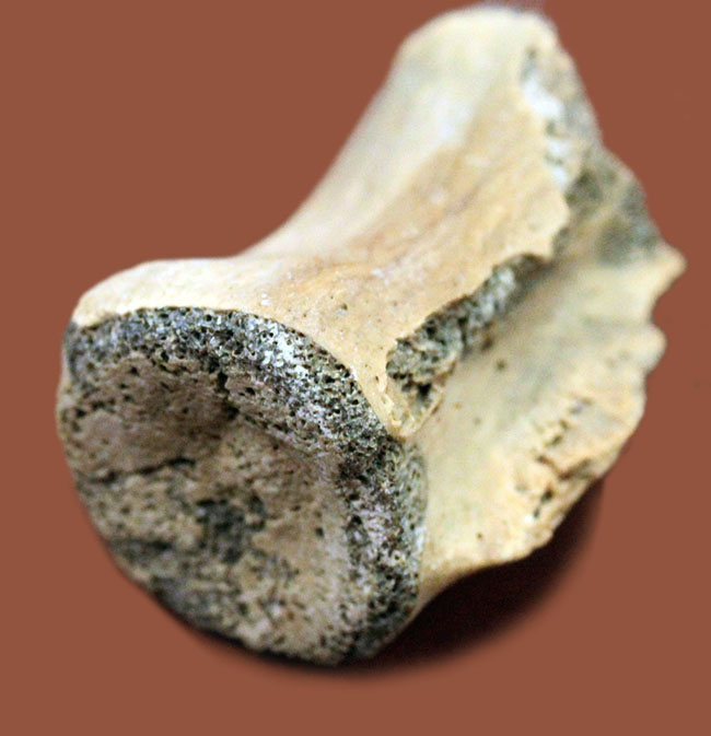 レア！カナダ・アルバータ州ノーブルフォード産カンパニアンの角竜、カスモサウルス（Chasmosaurus）の指の骨の化石（その2）