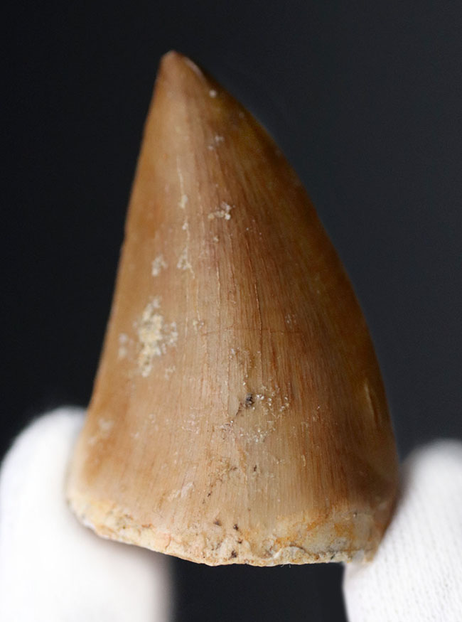 ファーストコレクションにいかがでしょうか?上質のエナメル質が保存されたモササウルス(Mosasaurus)の歯化石(その1)