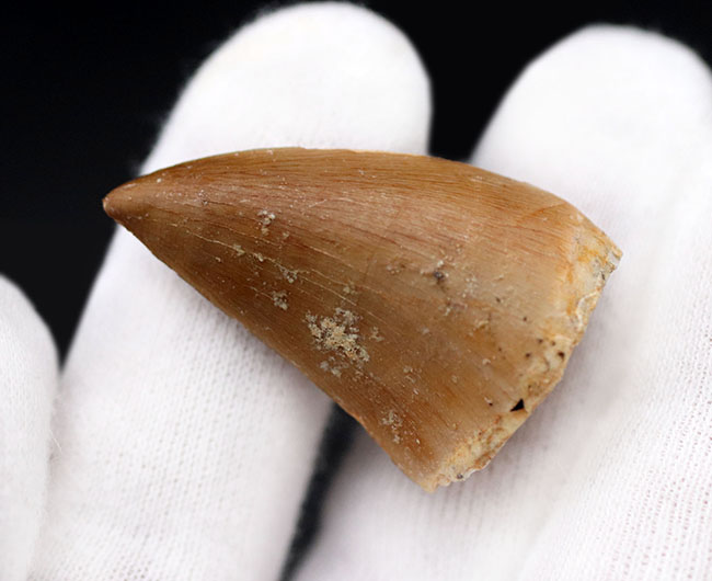 ファーストコレクションにいかがでしょうか?上質のエナメル質が保存されたモササウルス(Mosasaurus)の歯化石(その3)