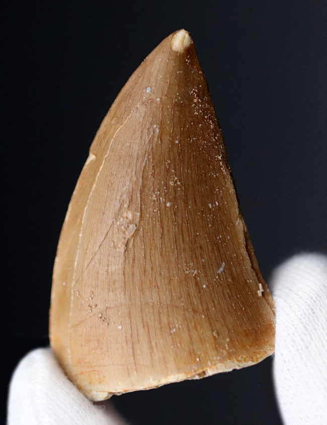 ファーストコレクションにいかがでしょうか?上質のエナメル質が保存されたモササウルス(Mosasaurus)の歯化石(その4)