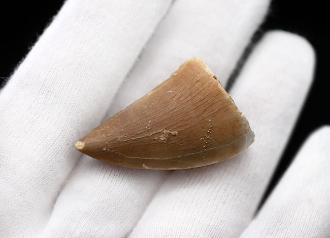 ファーストコレクションにいかがでしょうか?上質のエナメル質が保存されたモササウルス(Mosasaurus)の歯化石(その5)