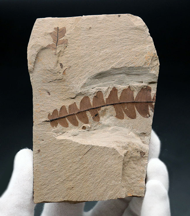 マニアックシリーズ！能登化石、石川県珠洲市産の葉化石、ナウマン