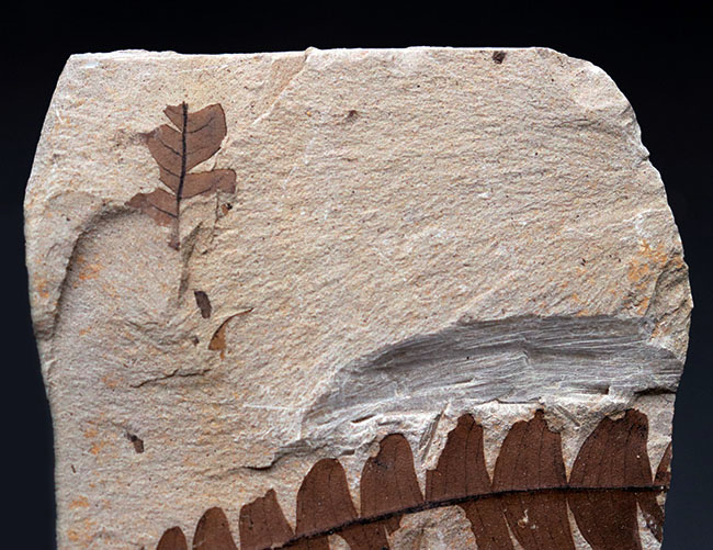 マニアックシリーズ！能登化石、石川県珠洲市産の葉化石、ナウマンヤマモモ（Comptonia japonica）（その2）