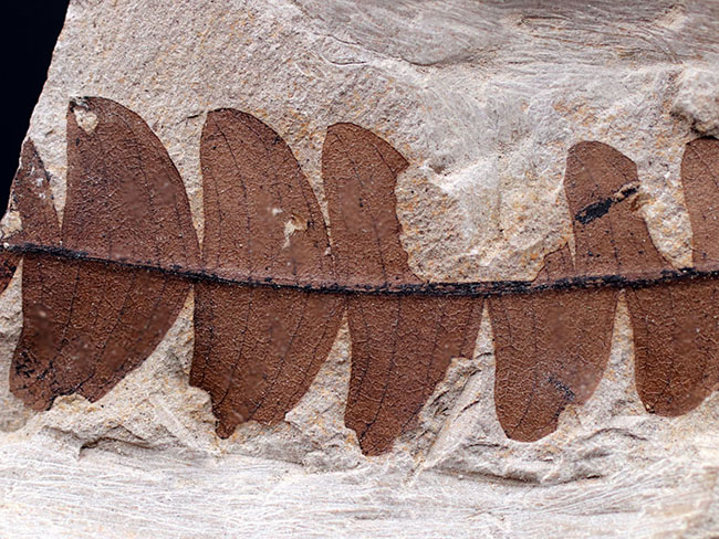 マニアックシリーズ！能登化石、石川県珠洲市産の葉化石、ナウマンヤマモモ（Comptonia japonica）（その6）