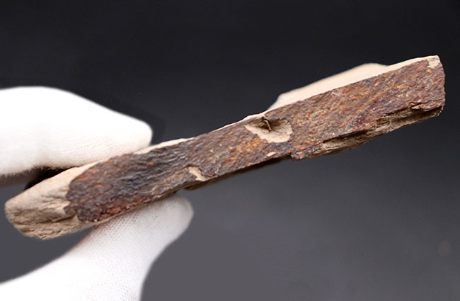 マニアックシリーズ!能登化石、石川県珠洲市産の葉化石、ナウマンヤマモモ(Comptonia japonica)(その7)