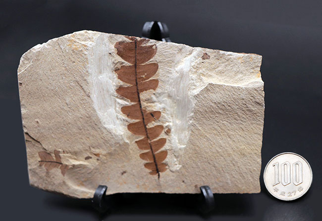マニアックシリーズ！能登化石、石川県珠洲市産の葉化石、ナウマンヤマモモ（Comptonia japonica）（その9）