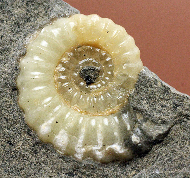 １億年以上は優に超える長い堆積が生み出したメノウ化。イングランド産プロミクロセラス（Promicroceras planicosta）の化石（その1）