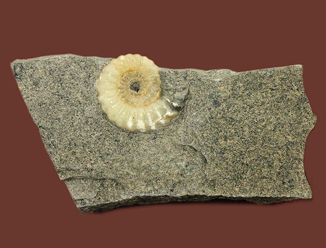 １億年以上は優に超える長い堆積が生み出したメノウ化。イングランド産プロミクロセラス（Promicroceras planicosta）の化石（その2）