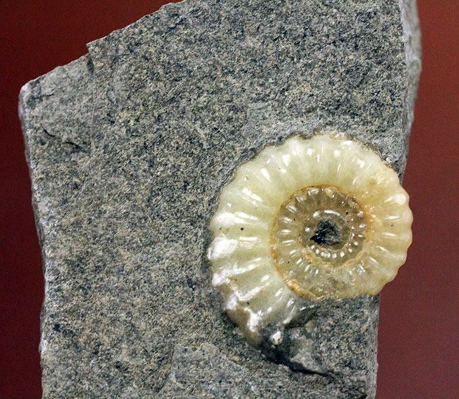 １億年以上は優に超える長い堆積が生み出したメノウ化。イングランド産プロミクロセラス（Promicroceras planicosta）の化石（その3）