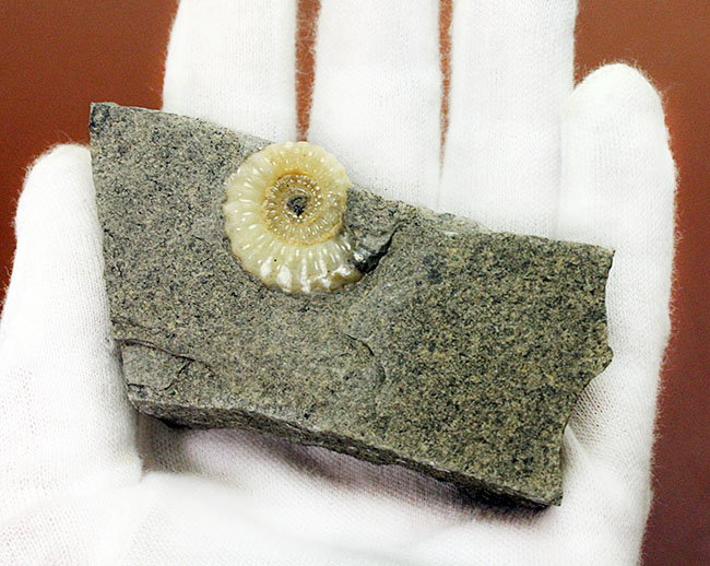 １億年以上は優に超える長い堆積が生み出したメノウ化。イングランド産プロミクロセラス（Promicroceras planicosta）の化石（その5）