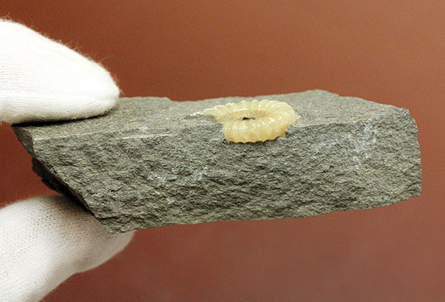１億年以上は優に超える長い堆積が生み出したメノウ化。イングランド産プロミクロセラス（Promicroceras planicosta）の化石（その7）