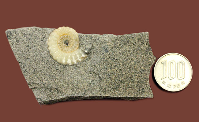 １億年以上は優に超える長い堆積が生み出したメノウ化。イングランド産プロミクロセラス（Promicroceras planicosta）の化石（その9）
