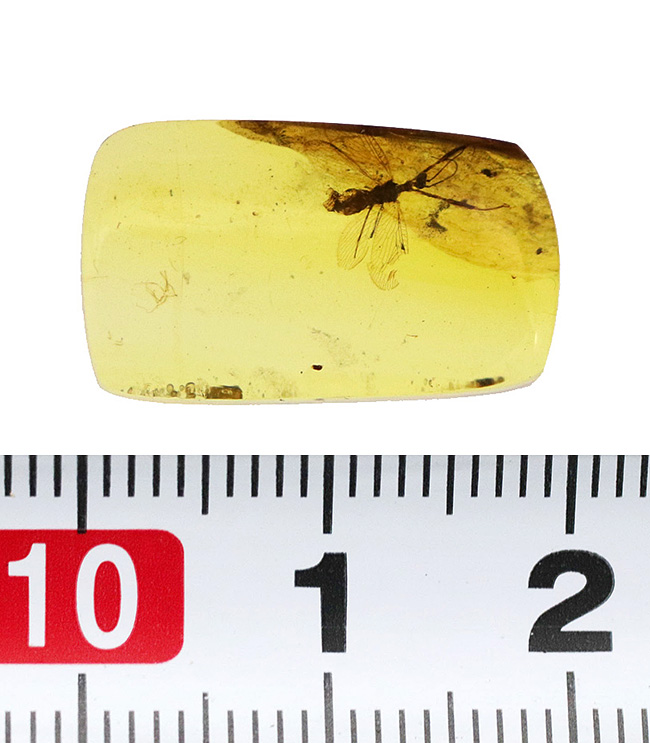 この感動を分かち合いたい!なんとなんとカマキリモドキを内包した、激レアなバーマイト(Burmite)。約1億年前、恐竜時代の琥珀(その11)