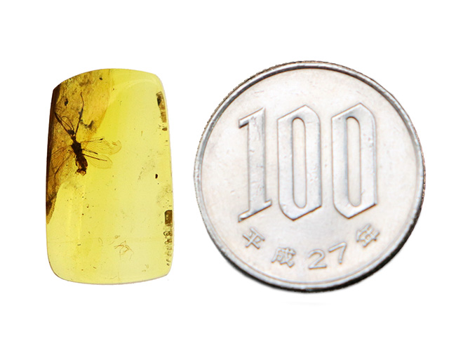 この感動を分かち合いたい!なんとなんとカマキリモドキを内包した、激レアなバーマイト(Burmite)。約1億年前、恐竜時代の琥珀(その12)