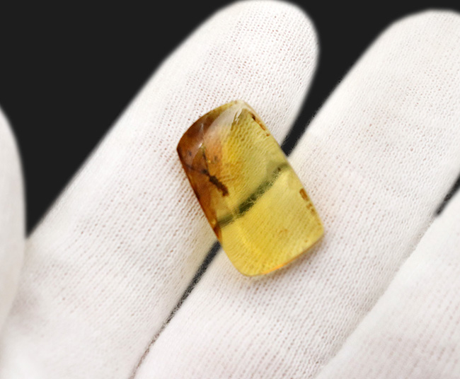 この感動を分かち合いたい!なんとなんとカマキリモドキを内包した、激レアなバーマイト(Burmite)。約1億年前、恐竜時代の琥珀(その7)