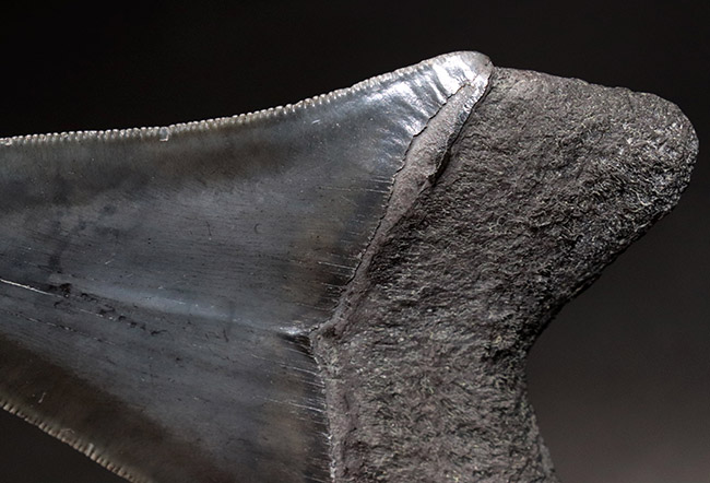 希少なオールナチュラル！これぞパーフェクト化石、青光りするエナメル質、根本から先端まで揃ったセレーションが保存されたメガロドン（Carcharodon megalodon）の歯化石（その9）