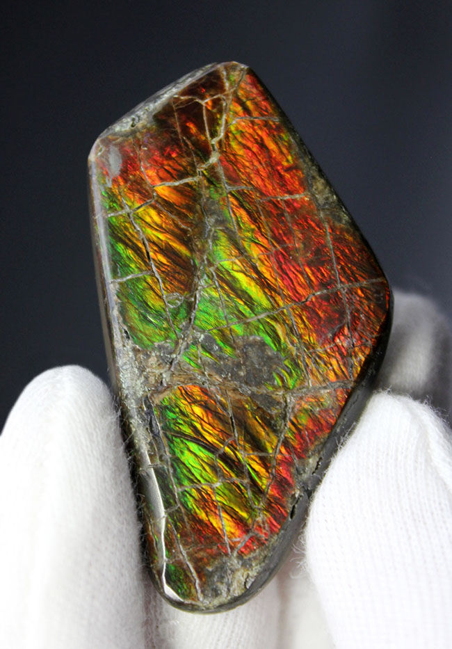 カナダ・アルバータ州が生んだ遊色アンモナイトの王様、アンモライト（Ammolite）のピース（その1）