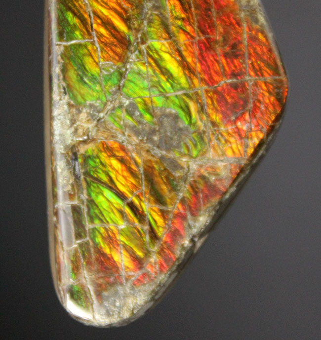 カナダ・アルバータ州が生んだ遊色アンモナイトの王様、アンモライト（Ammolite）のピース（その3）