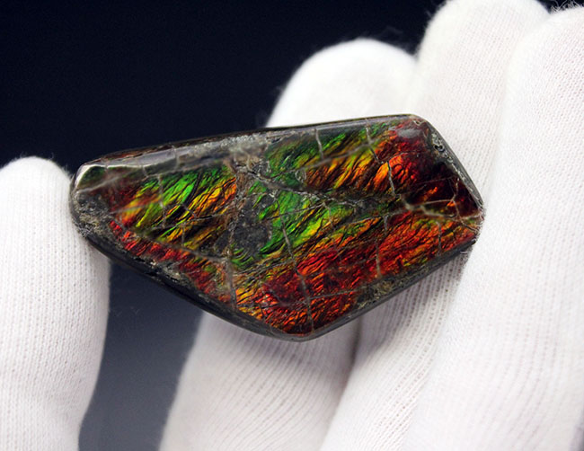 カナダ・アルバータ州が生んだ遊色アンモナイトの王様、アンモライト（Ammolite）のピース（その4）