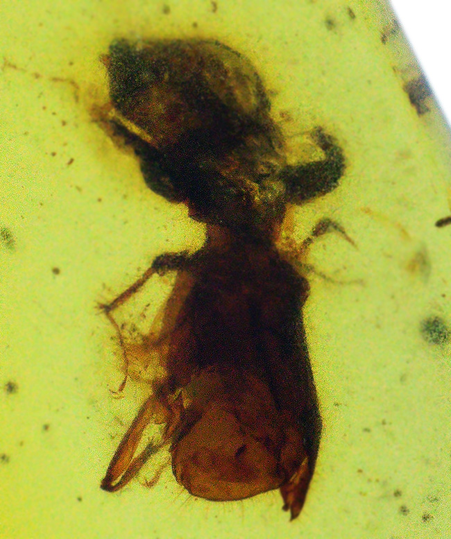肉眼で確認できるほど大きな虫が包まれた、恐竜時代の琥珀、バーマイト(Burmite)(その1)