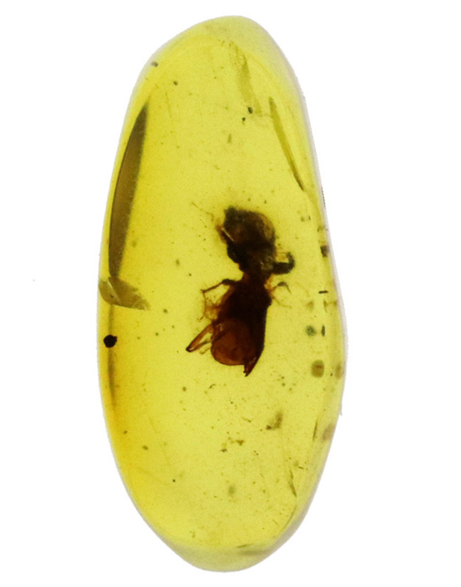 肉眼で確認できるほど大きな虫が包まれた、恐竜時代の琥珀、バーマイト(Burmite)(その2)