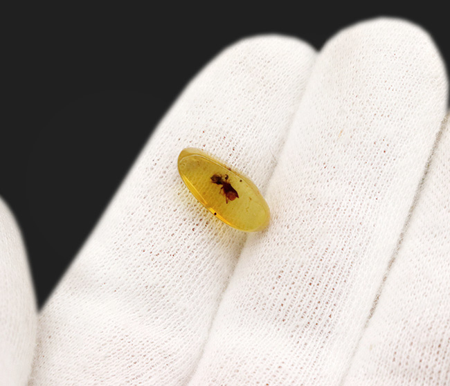 肉眼で確認できるほど大きな虫が包まれた、恐竜時代の琥珀、バーマイト(Burmite)(その3)