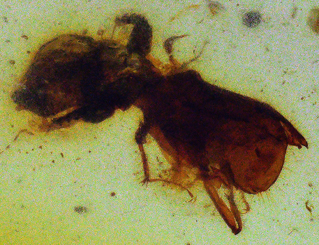 肉眼で確認できるほど大きな虫が包まれた、恐竜時代の琥珀、バーマイト(Burmite)(その4)