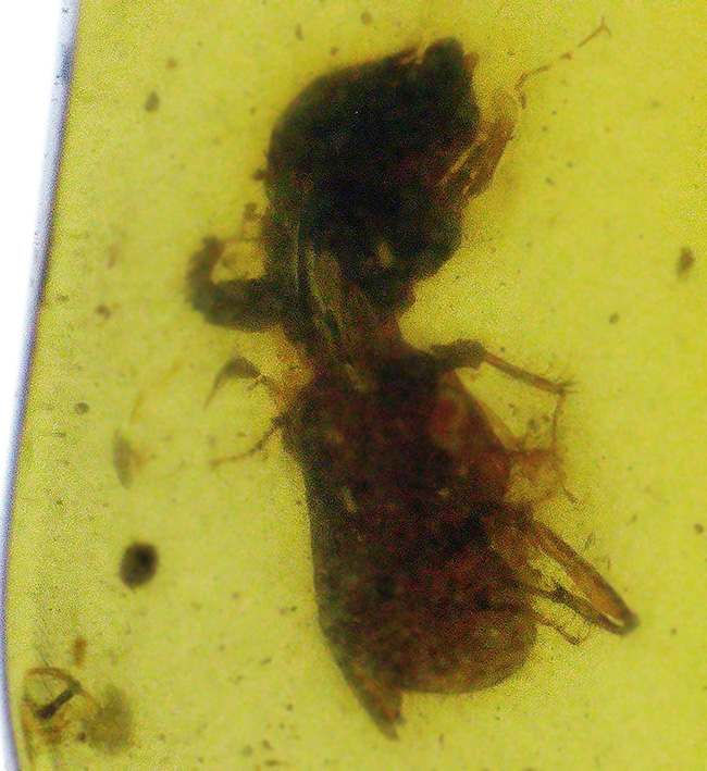 肉眼で確認できるほど大きな虫が包まれた、恐竜時代の琥珀、バーマイト(Burmite)(その6)