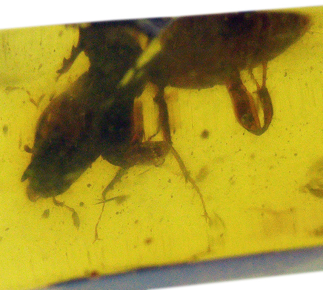 肉眼で確認できるほど大きな虫が包まれた、恐竜時代の琥珀、バーマイト(Burmite)(その7)