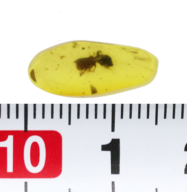肉眼で確認できるほど大きな虫が包まれた、恐竜時代の琥珀、バーマイト(Burmite)(その8)