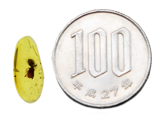 肉眼で確認できるほど大きな虫が包まれた、恐竜時代の琥珀、バーマイト(Burmite)(その9)