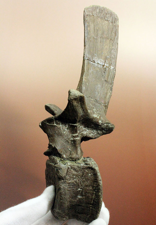 子育て恐竜として知られる鳥盤類マイアサウラ（Maiasaura peeblesorum）の脊椎骨。3本の突起が完全保存！（その14）