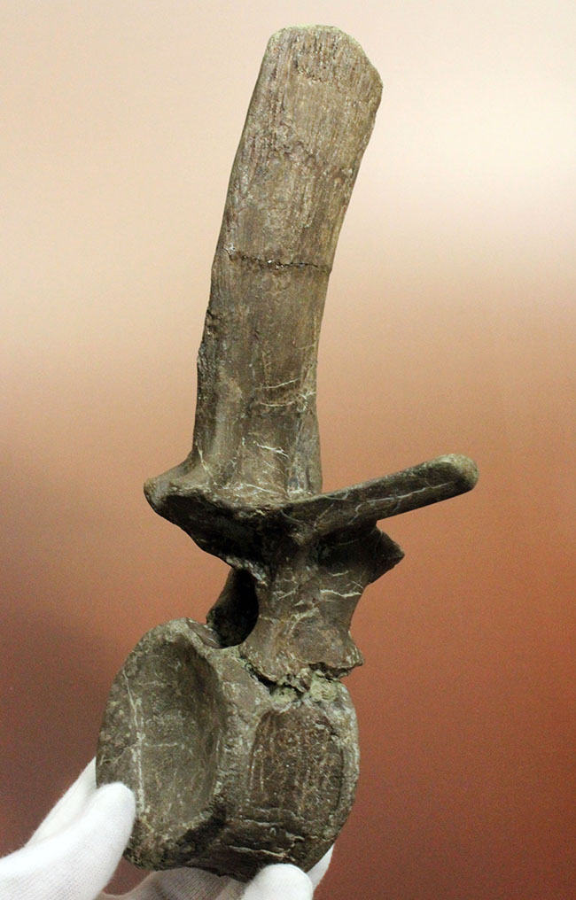 子育て恐竜として知られる鳥盤類マイアサウラ（Maiasaura peeblesorum）の脊椎骨。3本の突起が完全保存！（その3）