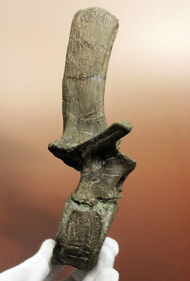 子育て恐竜として知られる鳥盤類マイアサウラ（Maiasaura peeblesorum）の脊椎骨。3本の突起が完全保存！（その4）