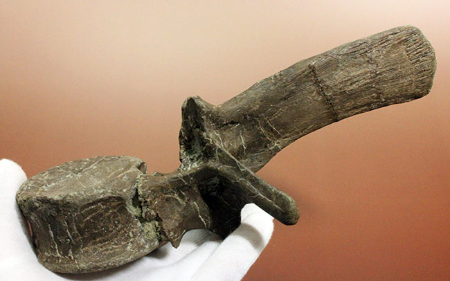 子育て恐竜として知られる鳥盤類マイアサウラ(Maiasaura peeblesorum)の脊椎骨。3本の突起が完全保存!(その5)