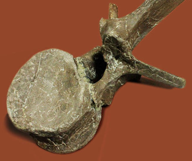 子育て恐竜として知られる鳥盤類マイアサウラ（Maiasaura peeblesorum）の脊椎骨。3本の突起が完全保存！（その7）