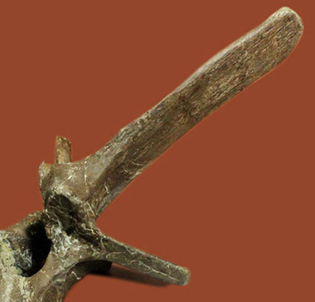 子育て恐竜として知られる鳥盤類マイアサウラ（Maiasaura peeblesorum）の脊椎骨。3本の突起が完全保存！（その8）